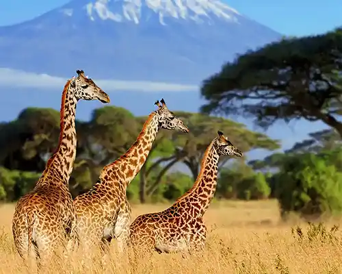 Safari am Kilimanjaro | travel ways